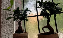 Hatha yoga barendrecht (3)